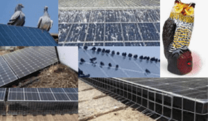 Bird Proofing Solar Panels: The Complete Guide to Protecting Your Investment (2023)