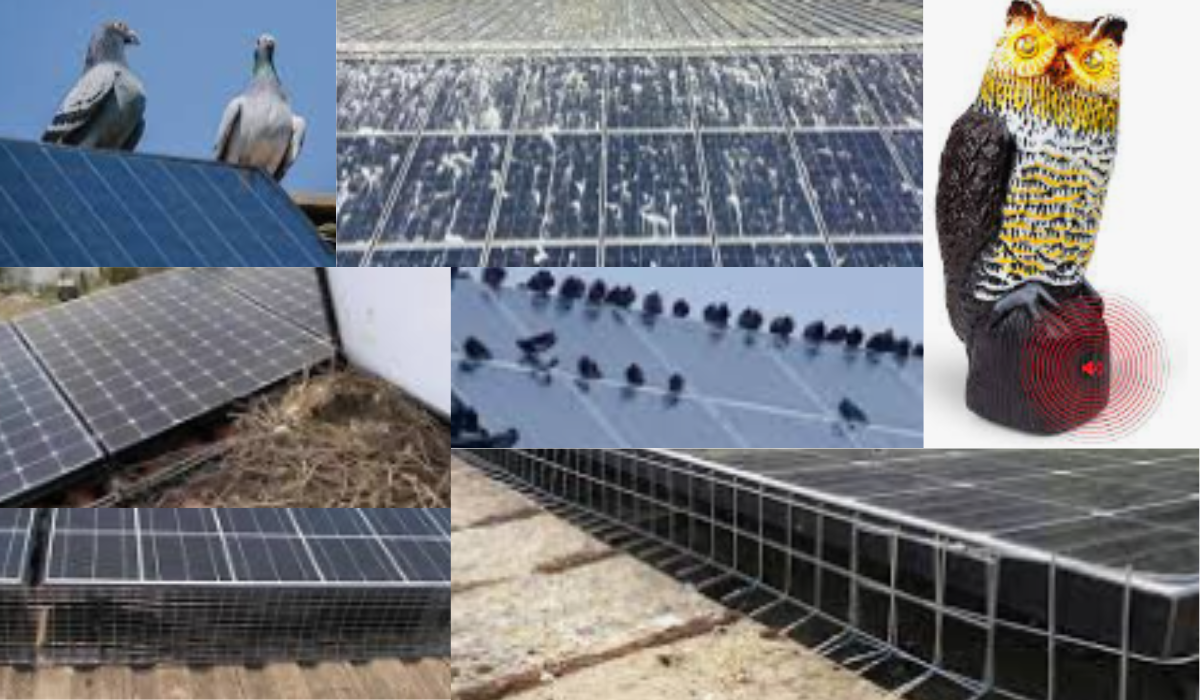 Bird proofing solar panels