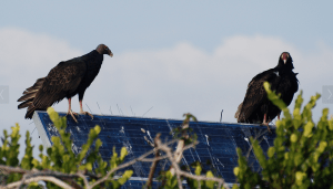 bird proof solar panels